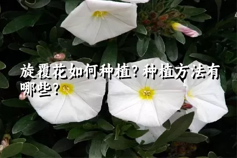 旋覆花如何种植？种植方法有哪些？