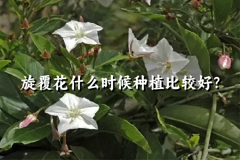 旋覆花什么时候种植比较好？