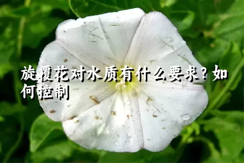 旋覆花对水质有什么要求？如何控制