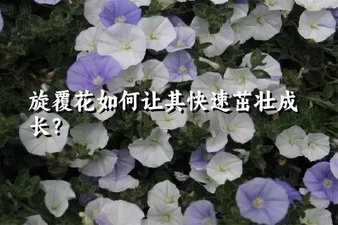 旋覆花如何让其快速茁壮成长？