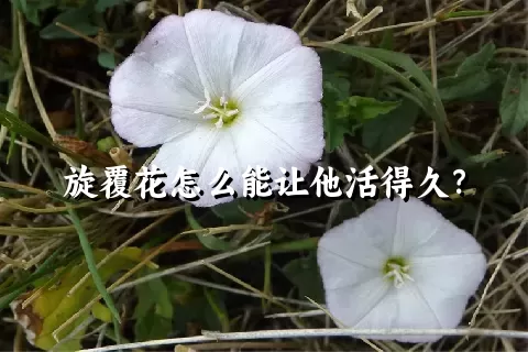 旋覆花怎么能让他活得久？