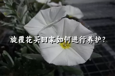 旋覆花买回家如何进行养护？