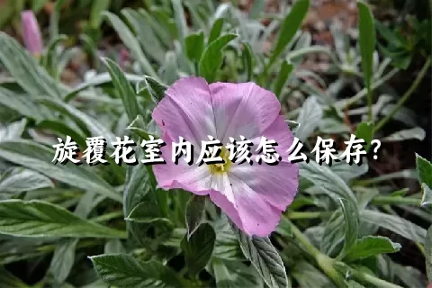 旋覆花室内应该怎么保存？