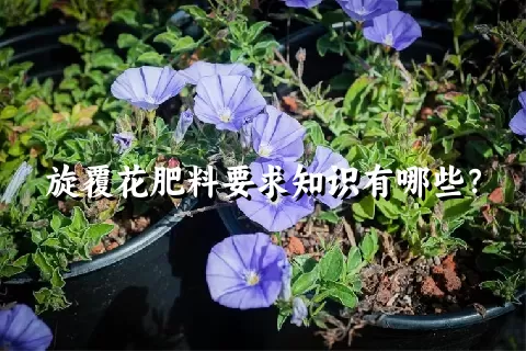 旋覆花肥料要求知识有哪些？