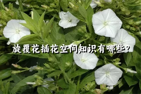 旋覆花插花空间知识有哪些？