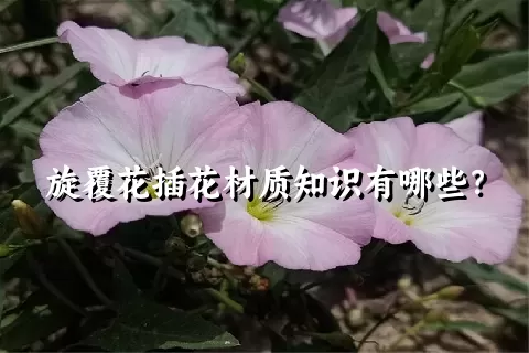 旋覆花插花材质知识有哪些？