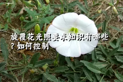 旋覆花光照要求知识有哪些？如何控制