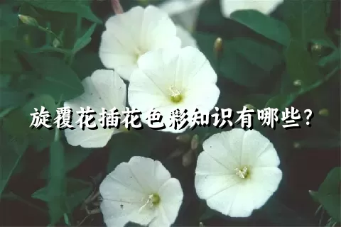 旋覆花插花色彩知识有哪些？