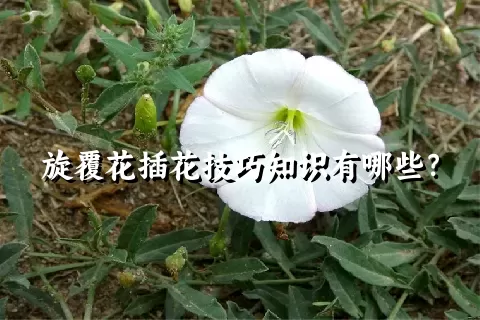 旋覆花插花技巧知识有哪些？