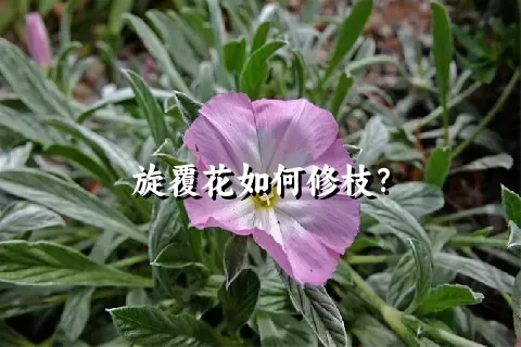 旋覆花如何修枝？