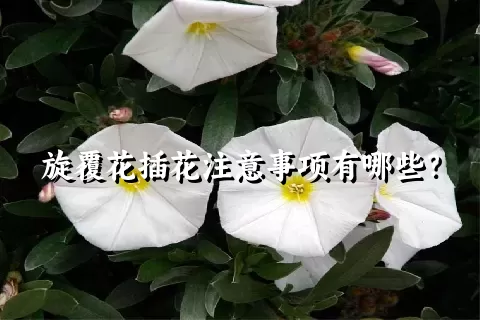 旋覆花插花注意事项有哪些？