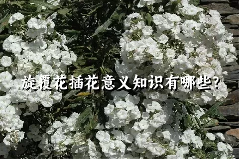 旋覆花插花意义知识有哪些？