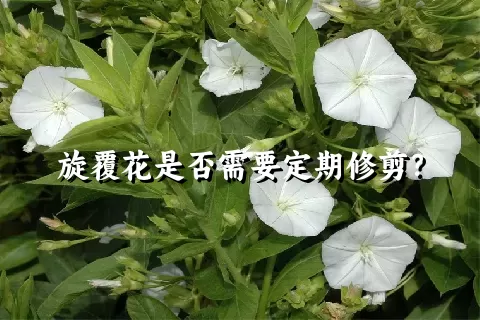 旋覆花是否需要定期修剪？