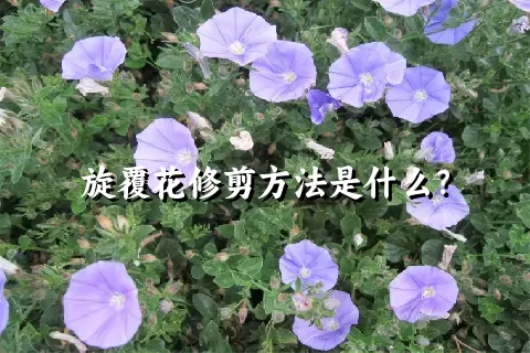 旋覆花修剪方法是什么？