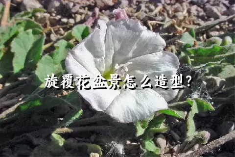 旋覆花盆景怎么造型？