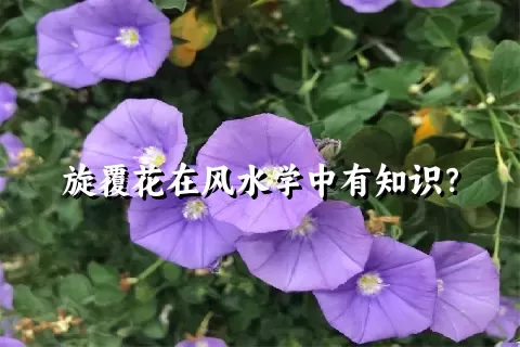 旋覆花在风水学中有知识？