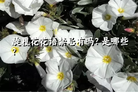 旋覆花花语禁忌有吗？是哪些？