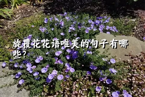 旋覆花花语唯美的句子有哪些？