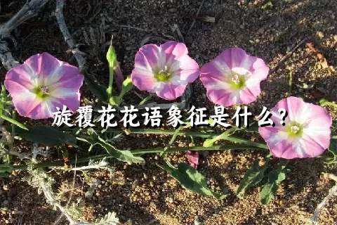 旋覆花花语象征是什么？