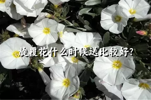 旋覆花什么时候送比较好？