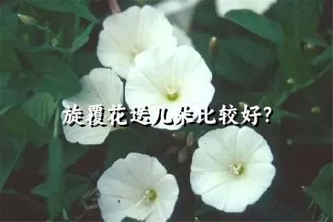 旋覆花送几朵比较好？