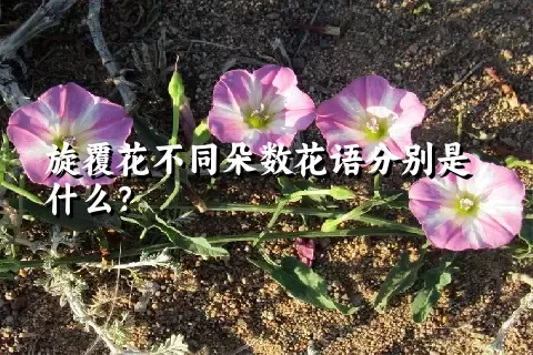 旋覆花不同朵数花语分别是什么？