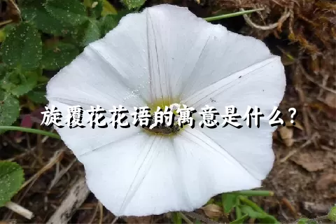 旋覆花花语的寓意是什么？