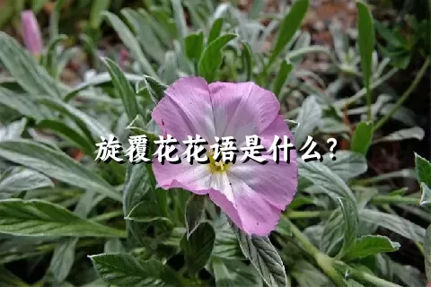 旋覆花花语是什么？