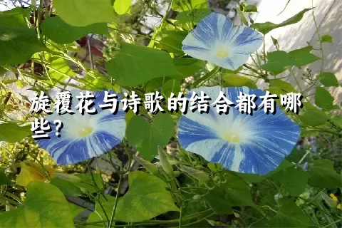 旋覆花与诗歌的结合都有哪些？