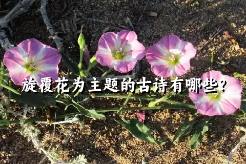 旋覆花为主题的古诗有哪些？