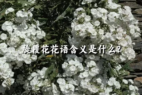 旋覆花花语含义是什么？