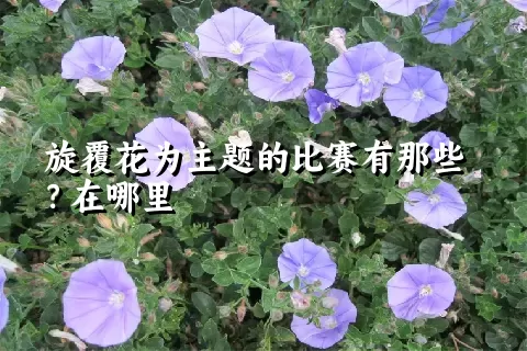 旋覆花为主题的比赛有那些？在哪里