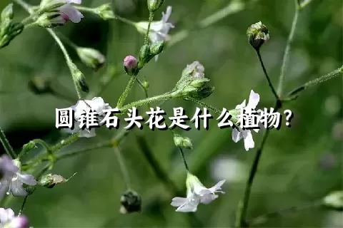 圆锥石头花是什么植物？