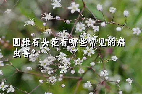 圆锥石头花有哪些常见的病虫害？