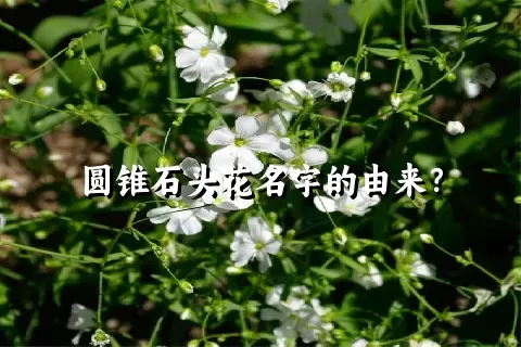 圆锥石头花名字的由来？