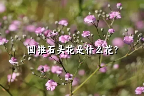 圆锥石头花是什么花？