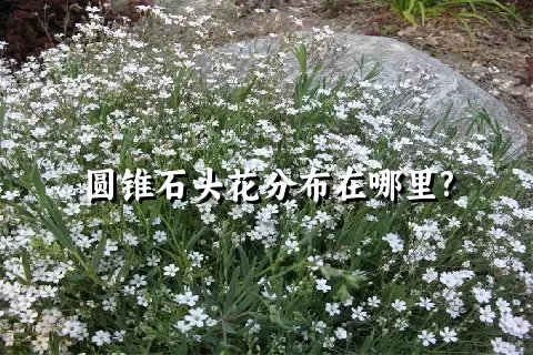 圆锥石头花分布在哪里?