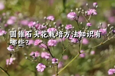 圆锥石头花栽培方法知识有哪些？