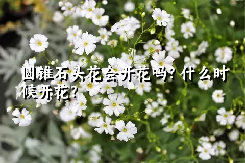 圆锥石头花会开花吗？什么时候开花？