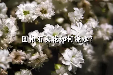 圆锥石头花如何浇水？