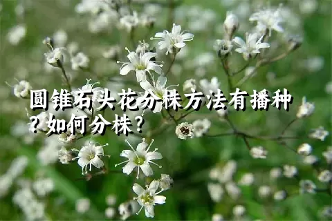 圆锥石头花分株方法有播种？如何分株？