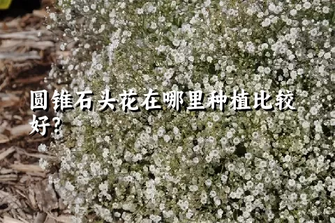 圆锥石头花在哪里种植比较好？