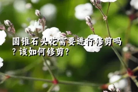 圆锥石头花需要进行修剪吗？该如何修剪？