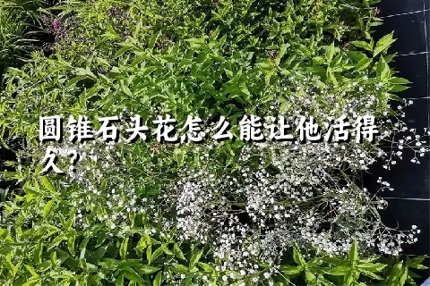 圆锥石头花怎么能让他活得久？