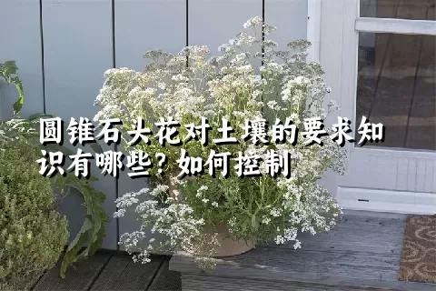 圆锥石头花对土壤的要求知识有哪些？如何控制