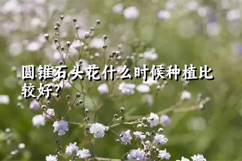 圆锥石头花什么时候种植比较好？