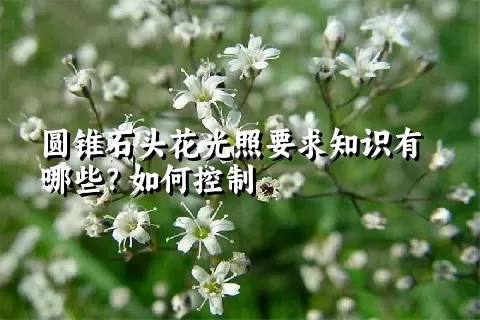 圆锥石头花光照要求知识有哪些？如何控制