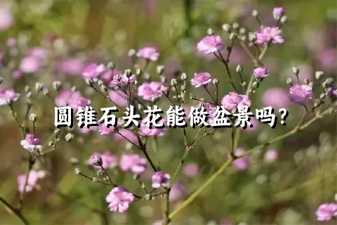 圆锥石头花能做盆景吗？