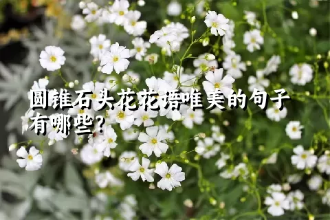 圆锥石头花花语唯美的句子有哪些？