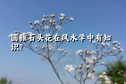 圆锥石头花在风水学中有知识？